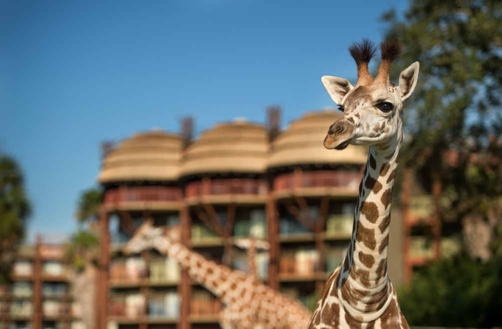 Expert Guide on Which Disney Hotel is Best For You Disneys Animal Kingdom travel