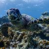 A hawksbill turtle on Amilla’s house reef