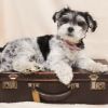Dog Suitcase Travel