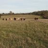 Wildland at Fritton Lake