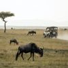 Safari Experience Travel