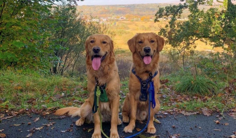 Canine critics dogs reviewing holidays travel