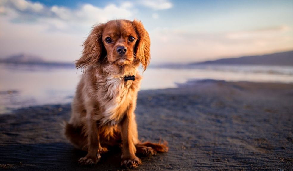 Dog Beach Staycation