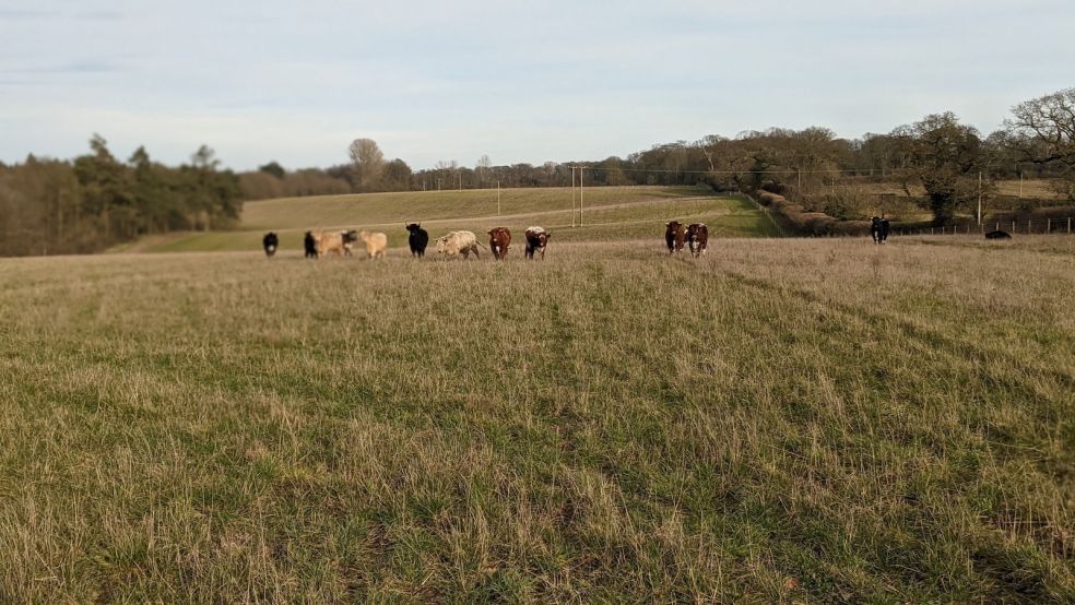 Wildland at Fritton Lake, part of WildEast