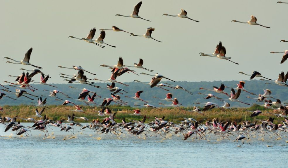 Flamingos in Tagus estuary