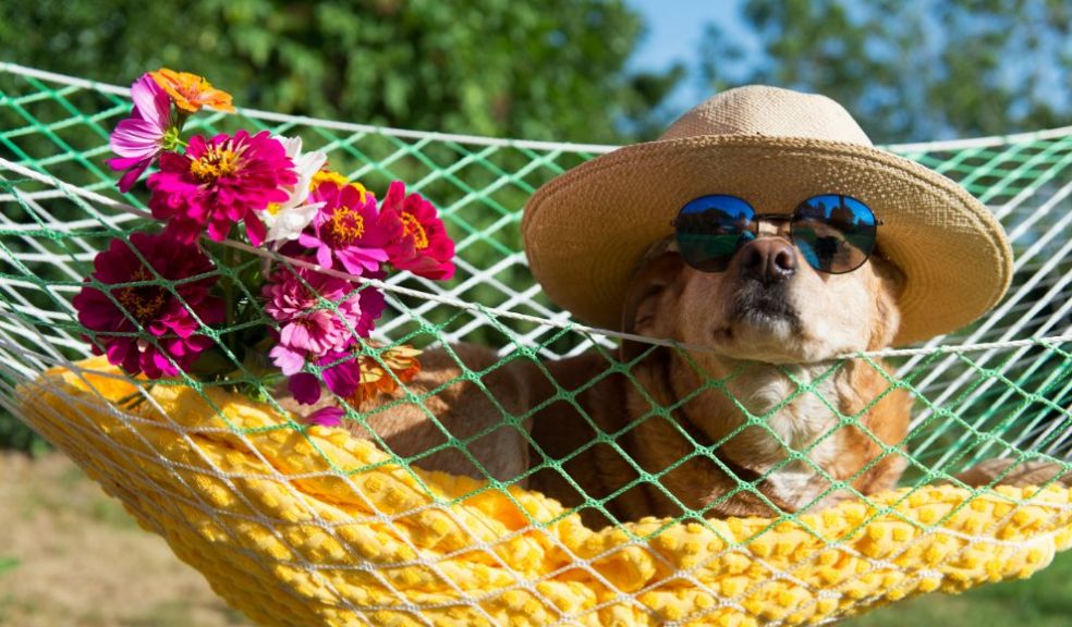 National dog day Top tips for a dog-friendly holiday