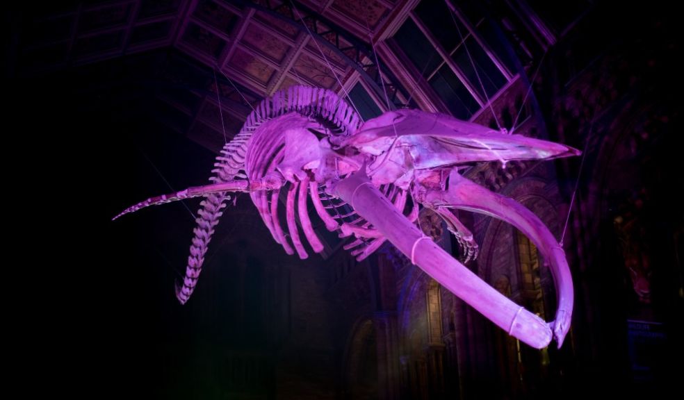 October half-term holiday  events at the Natural History Museum London travel