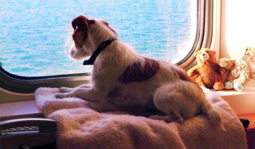 Pet friendly cabin Brittany Ferries Are pets the paw-fect travel companions? 