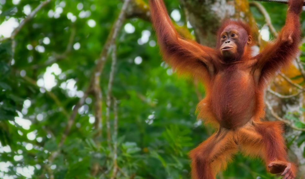 Sepilok Orang Utan Centre Shangri-La Rasa Ria