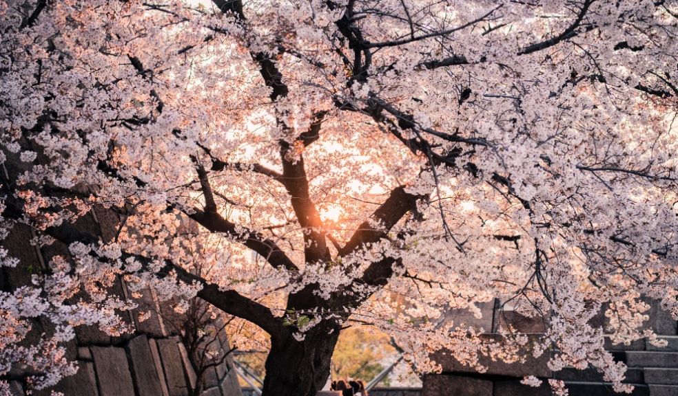 Study Reveals the Best Destinations to View Cherry Blossom Season in the UK travel holidays