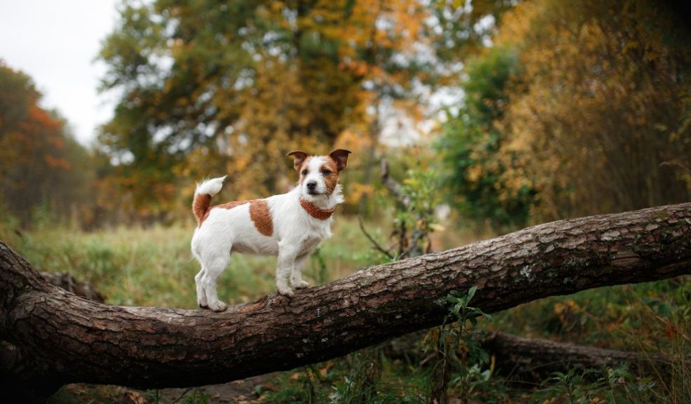 Dog Friendly Staycations: The Top 3 Dog Walks in the United Kingdom