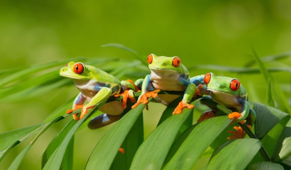 Frogs on plant leaf