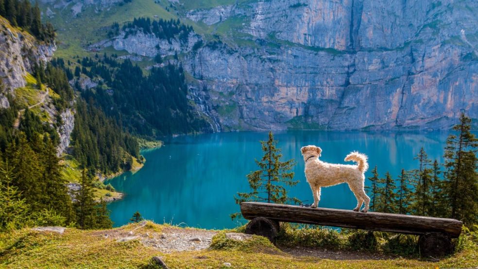 Want to take your dog on holiday? Here’s everything you should consider before you do travel