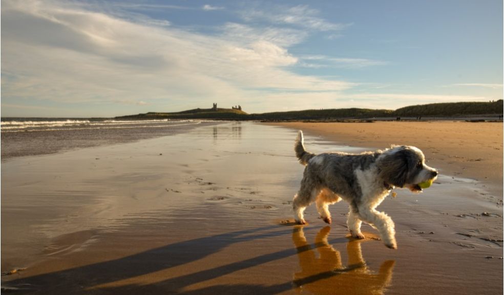Where are the UKs most instagrammable dog friendly beach holidays travel
