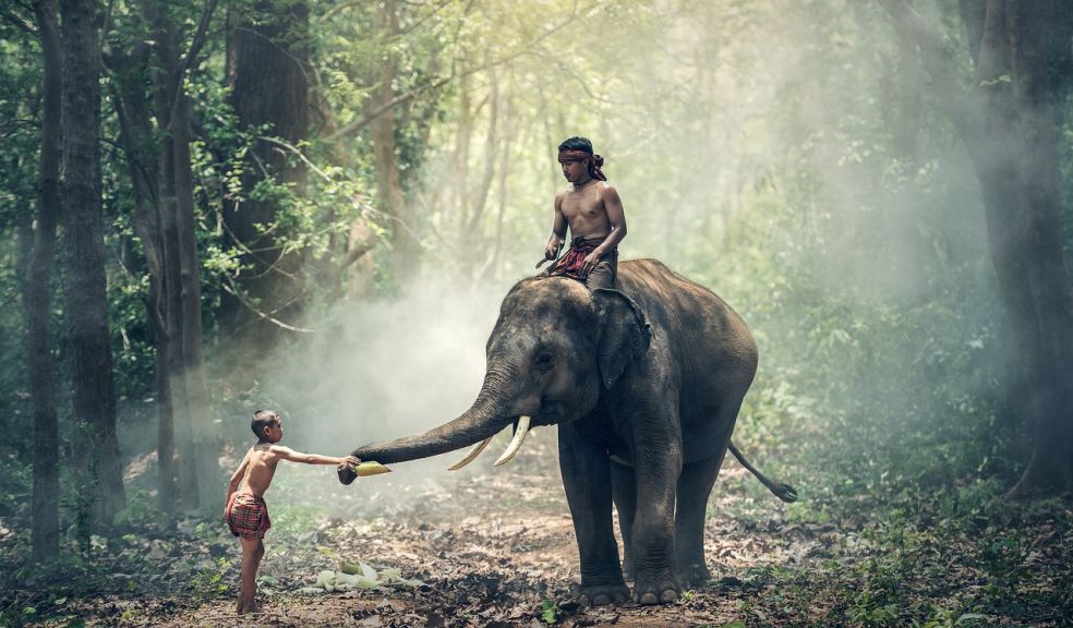 boy sitting and riding an elephant in India