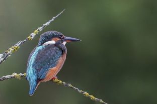 Birdwatching Trustans Barn Darsham Suffolk travel