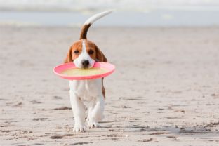 Dog friendly beaches UK travel