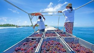 Foodie Travel Eight must-visit vineyards and wineries Vin de Tahiti