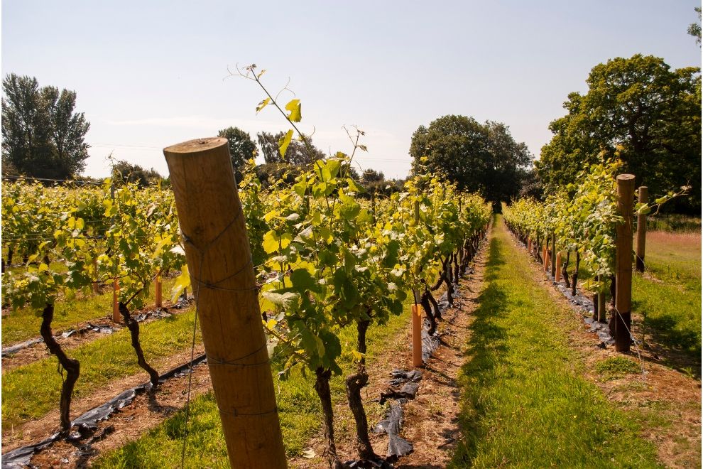 Chapel Down Vineyard, Kent, staycation travel