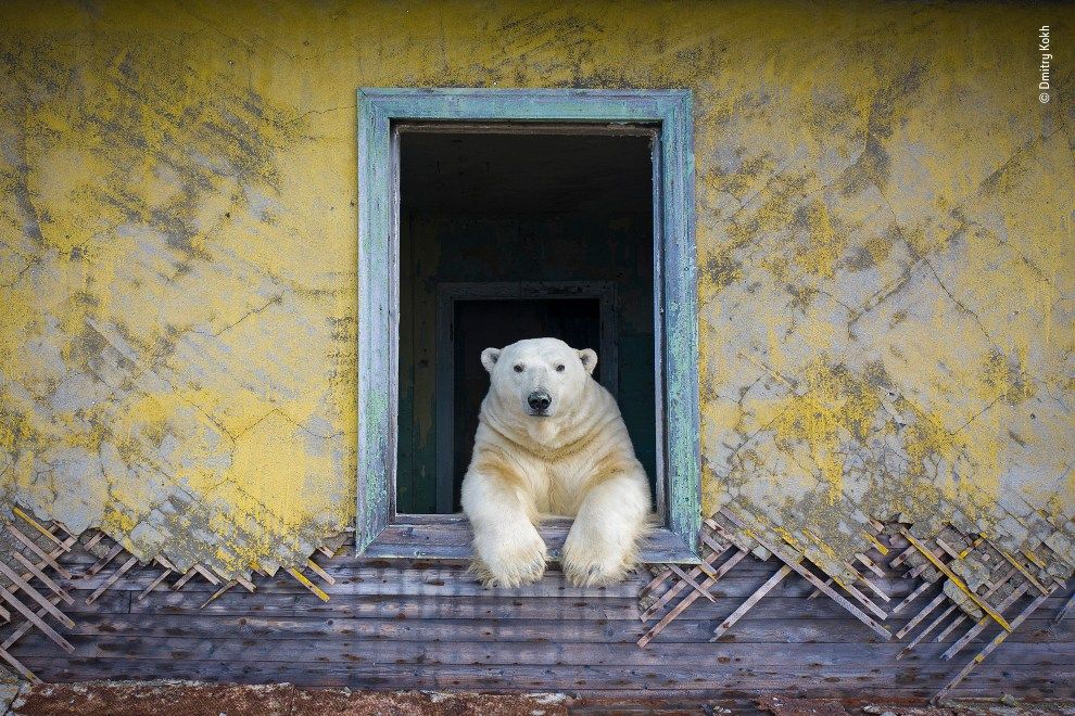 Dmitry Kokh Wildlife Photographer of the Year Natural History Museum half term holiday events travel