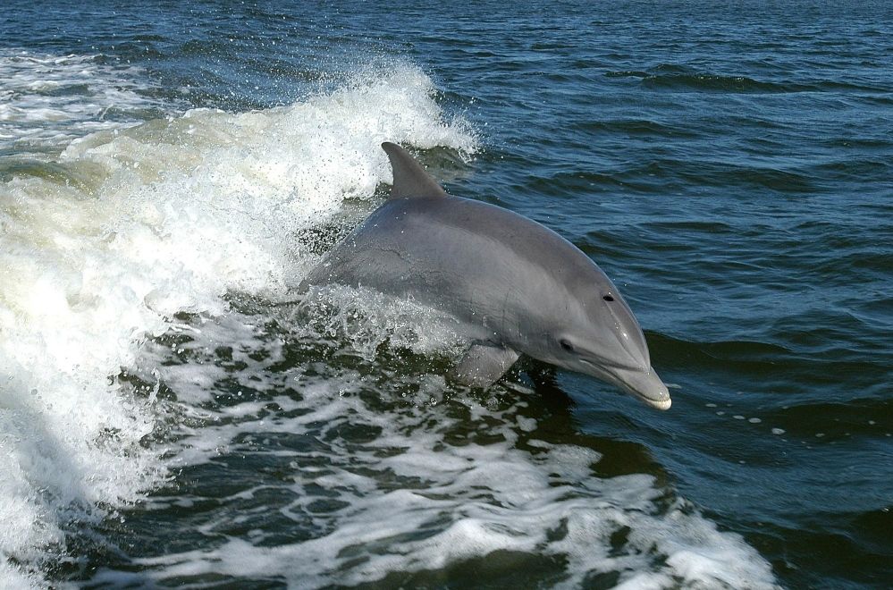 Dolphins Northumberland coast Travel