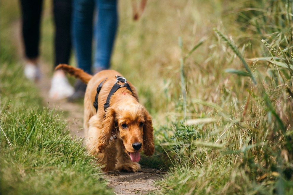 Get Ferry fit this summer holiday dog walking London