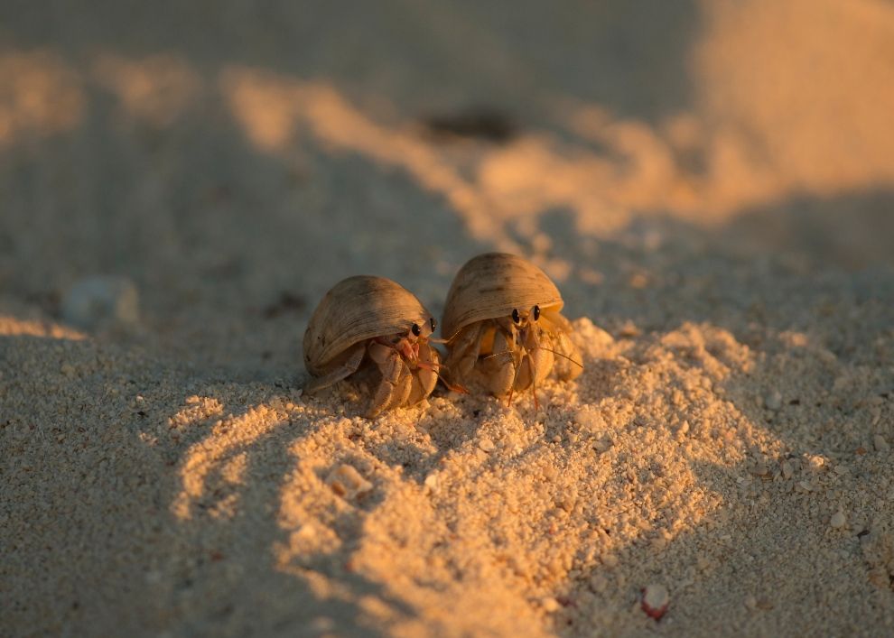 Henry and Heidi hermit crabs home swap travel