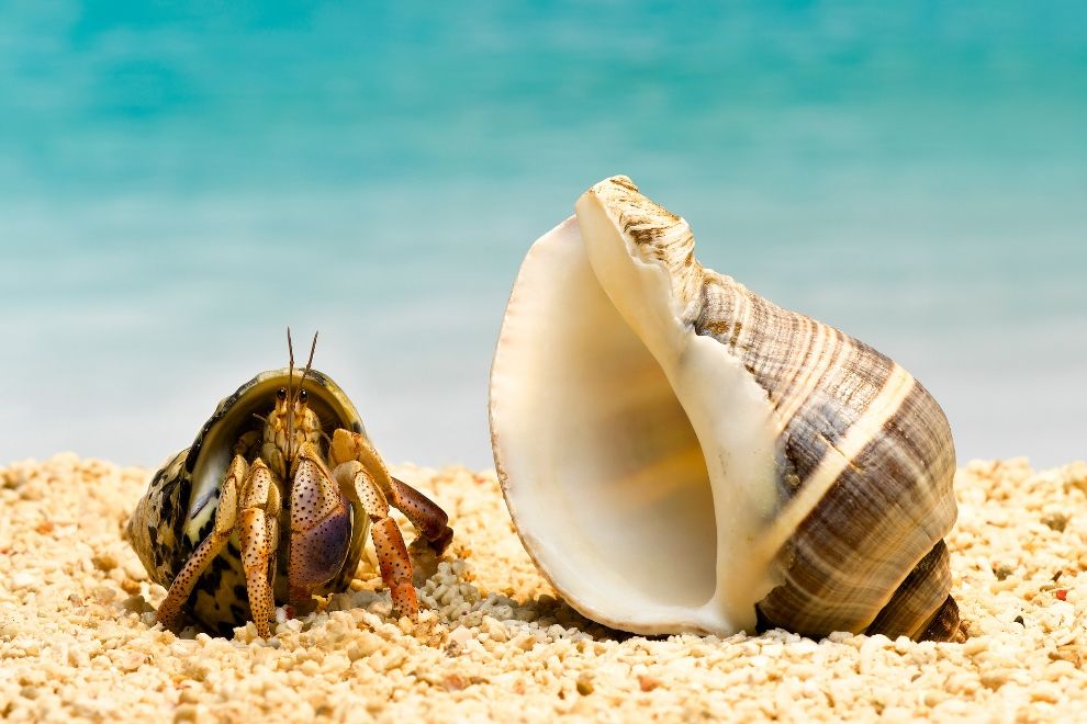 Hermit Crab home swap travel