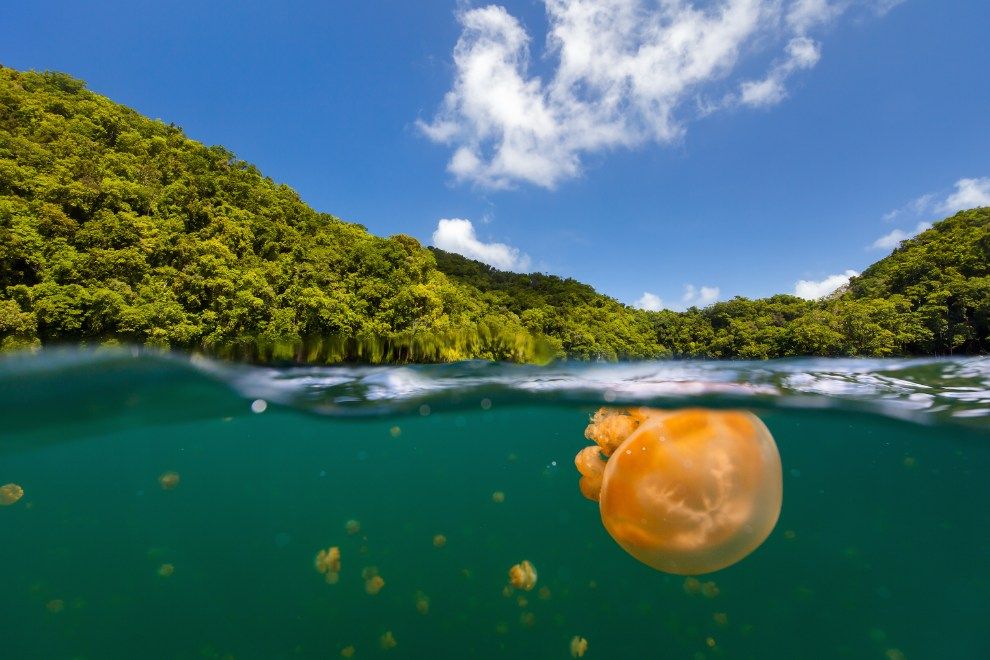 Jellyfish Lake in Pulau Holiday Hotspots for Those Needing Sun, Sea and Sand This Winter travel