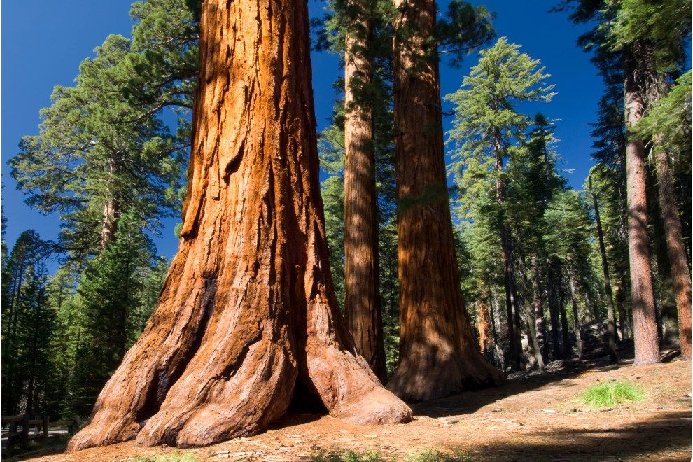 Mariposa Grove of Giant Sequoias Yosemite Mariposa County Earth day 2022 travel sanctuaries