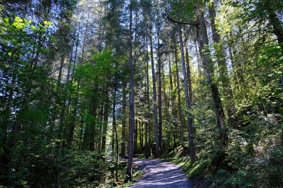 Morzine Forest mountain biking Get Ferry fit this summer holiday