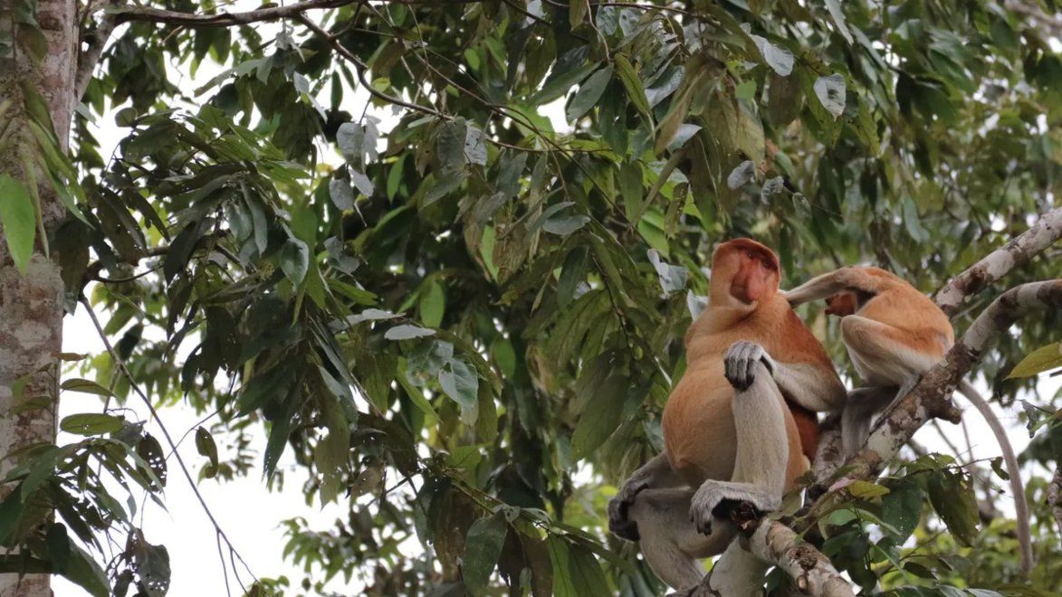 Proboscis monkeys Sabah Borneo TripMapper World Nature Trail Travel
