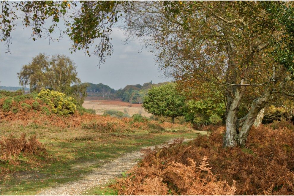 These are the UK’s favourite national parks, as voted for by the public New Forest travel