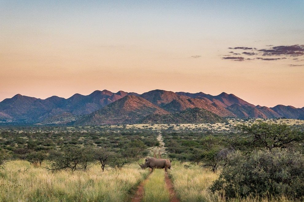 Tswalu Introduces Rhino Conservation Travel Experience holiday 