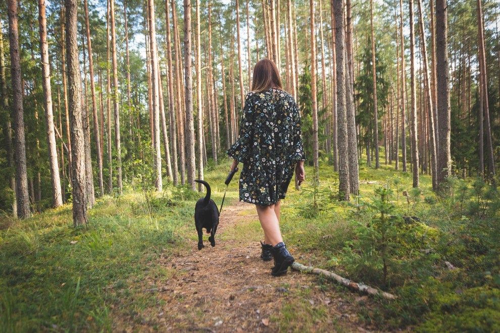 Want to take your dog on holiday? Here’s everything you should consider before you do walking