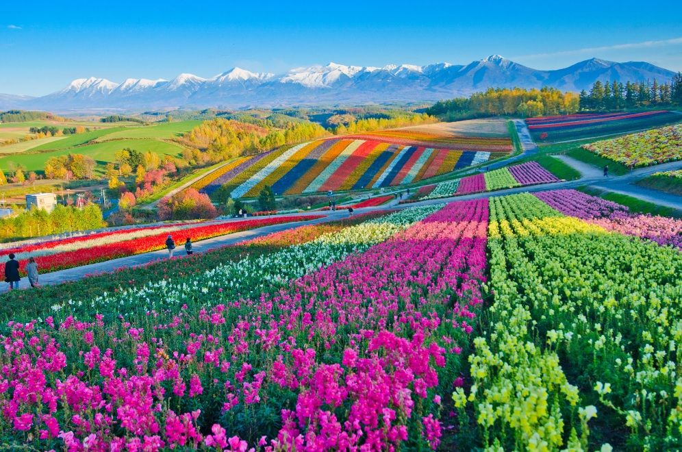 Furano lavender fields Hokkaido alternative Japan travel destinations