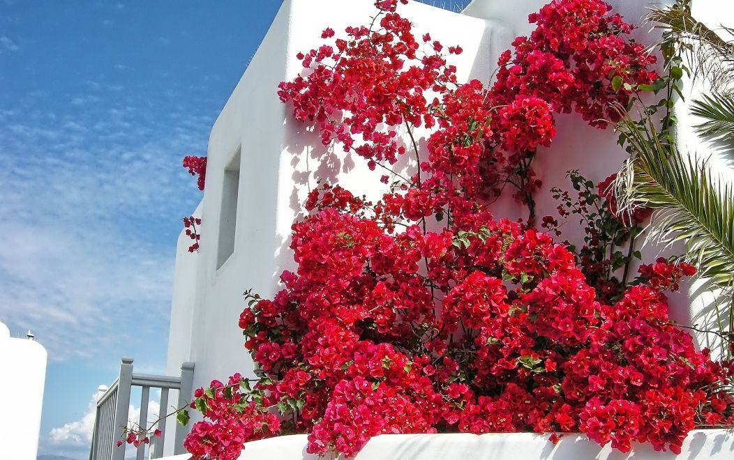 Mykonos Greece Flowers Travel