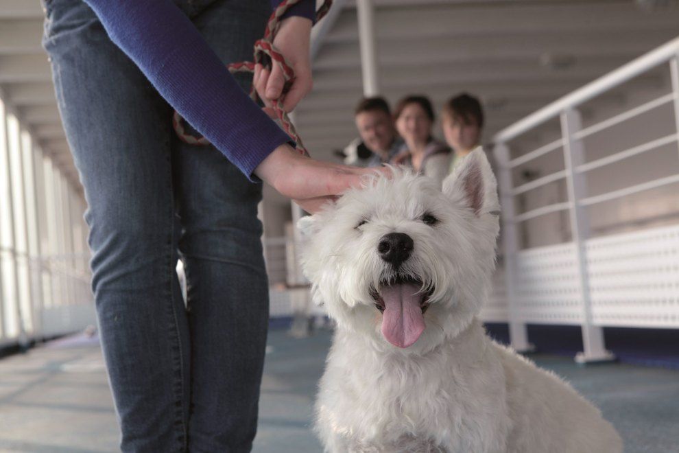 Are pets the paw-fect travel companions? Dog on board Discover Ferries