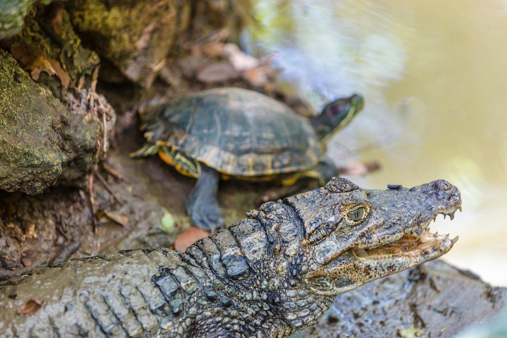 Discover Paradise Unveiling the Top 10 Must Visit Destinations in Barbados Barbados Wildlife Reserve