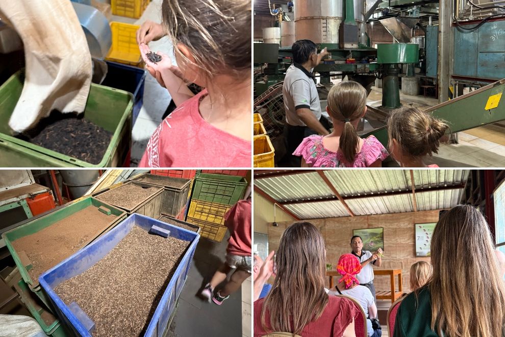 Halpewatte Tea Factory Experience Ella Sri Lankas Hill Country Family Travel 