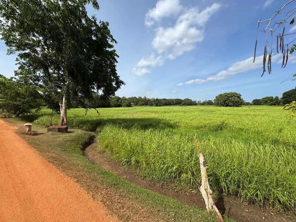 Uga Ulagalla Sri Lanka Rice paddy views travel