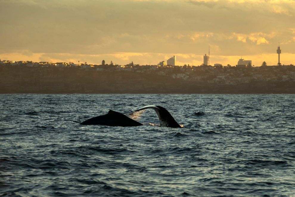 Seven Unforgettable Ways to Experience Sydney Beyond the Womens World Cup Whale Watching travel