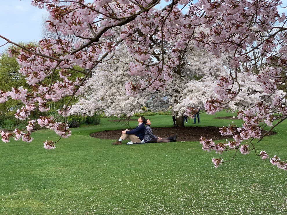 Study Reveals the Best Destinations to View Cherry Blossom Season in the UK Cambridge travel holiday