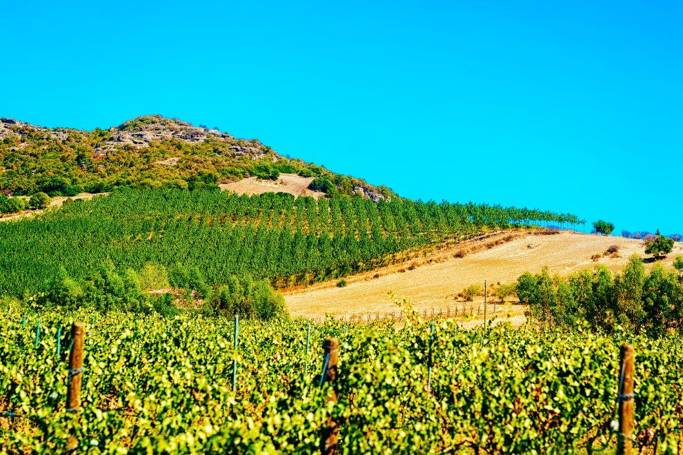 Wine Tasting Five Reasons to Visit Sardinia travel holidays