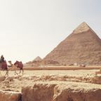 camels walking near pyramids in Egypt 
