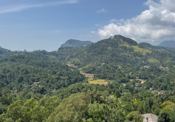 Halpewatte Tea Factory Ella Sri Lankas Hill Country Family Travel