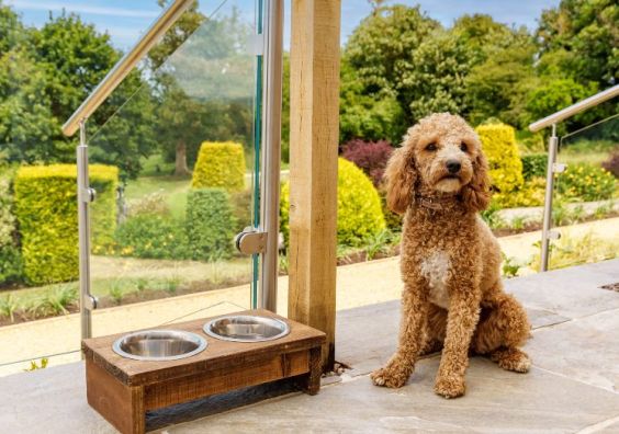 New Dog Friendly Hotel Rooms Created at Tewkesbury Park dog friendly hotels