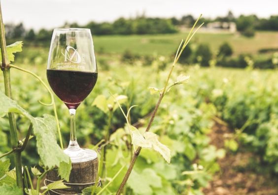 Wine glass France wine tasting experience travel