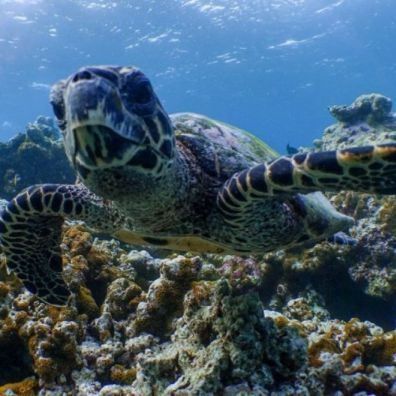 Amilla Maldives Teams up with Oliver Ridley Project to Host Maldivian Sea Turtle Biologist travel