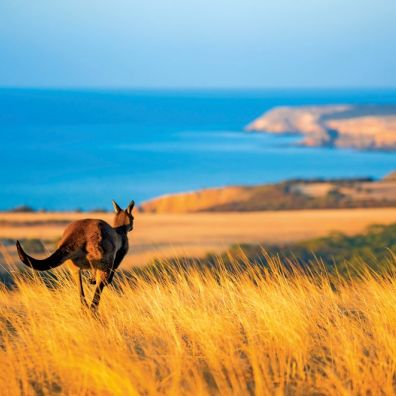 Australia opens borders Scenic Discover ‘Down Under’ travel